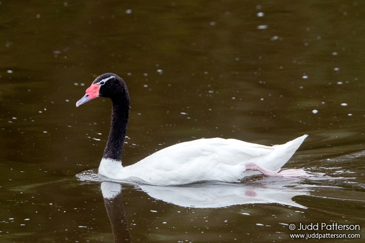 Black-necked Swan, Quequén, Buenos Aires, Argentina